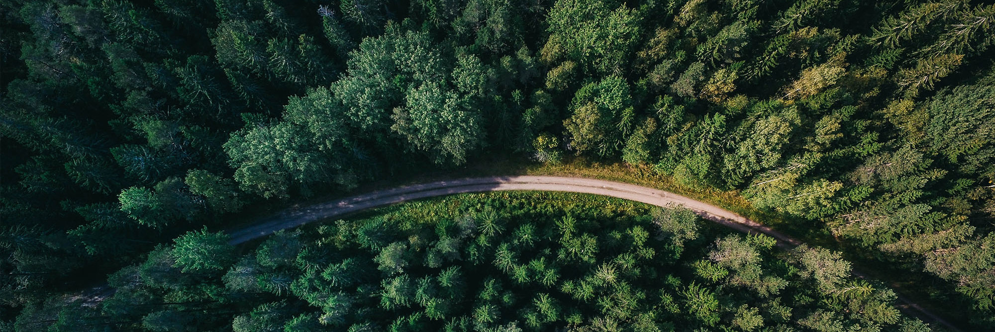 Ministerial inquiry into land use may have far-reaching implications on forestry sector Desktop Image