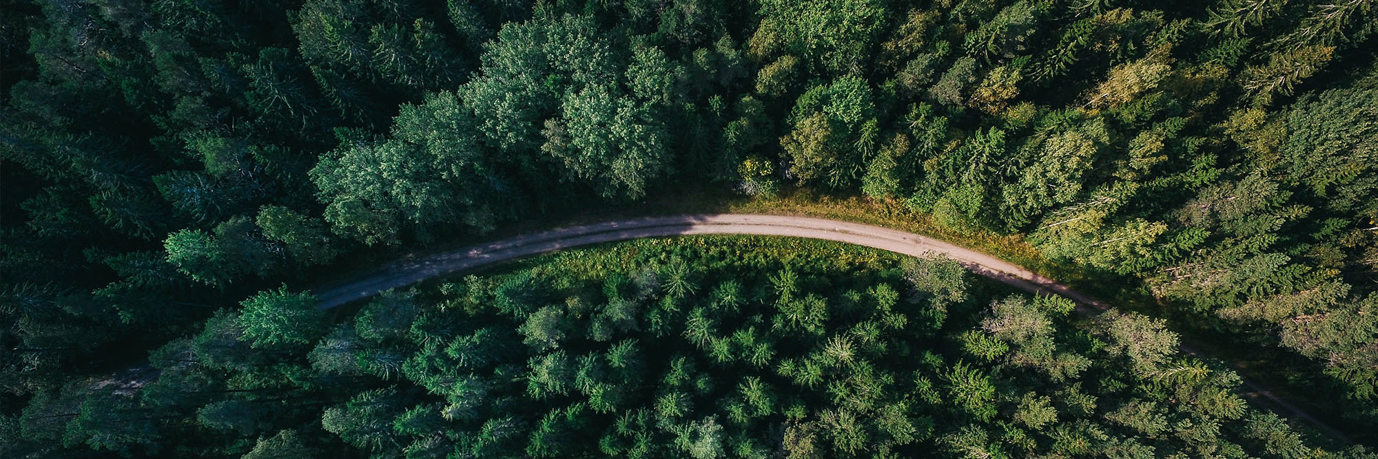 Bill restricting farm to exotic forestry conversions from registering in the ETS introduced to Parliament Desktop Image