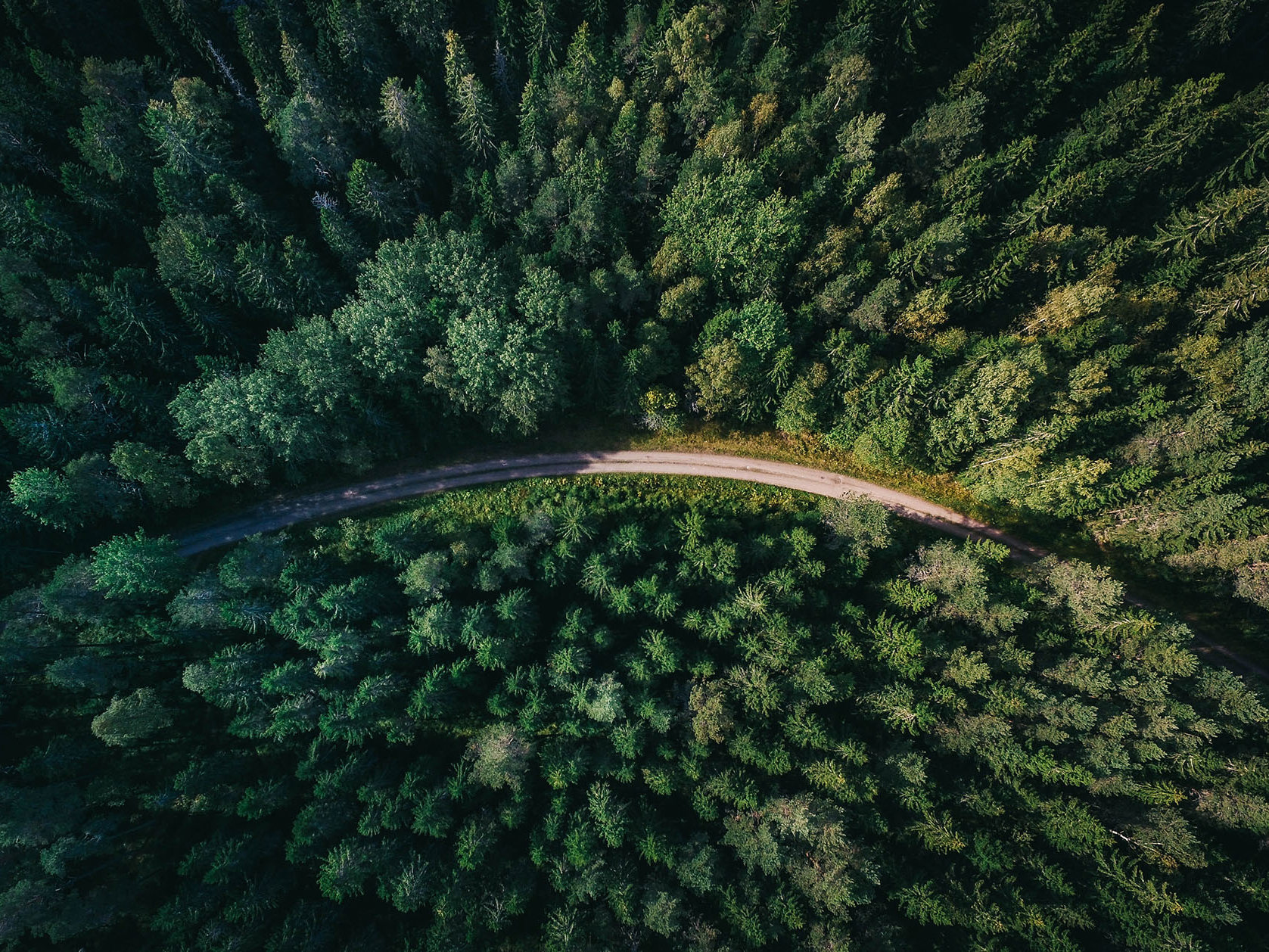 Bill restricting farm to exotic forestry conversions from registering in the ETS introduced to Parliament Mobile Image