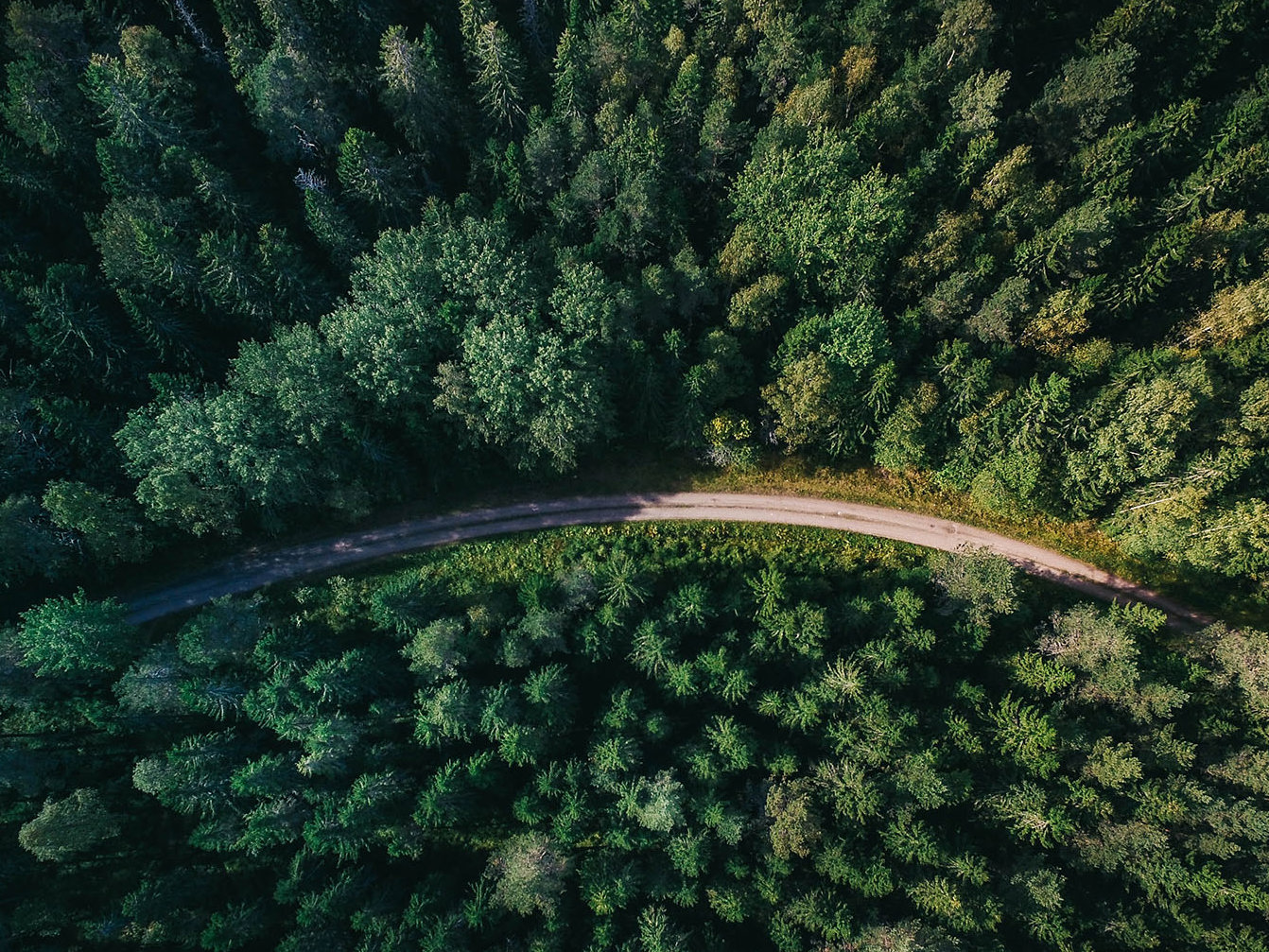 Ministerial inquiry into land use may have far-reaching implications on forestry sector Mobile Image