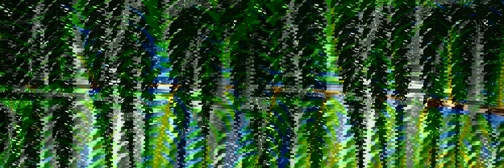 Resetting the rules: Merger reform and a new national interest test for overseas investment Desktop Image