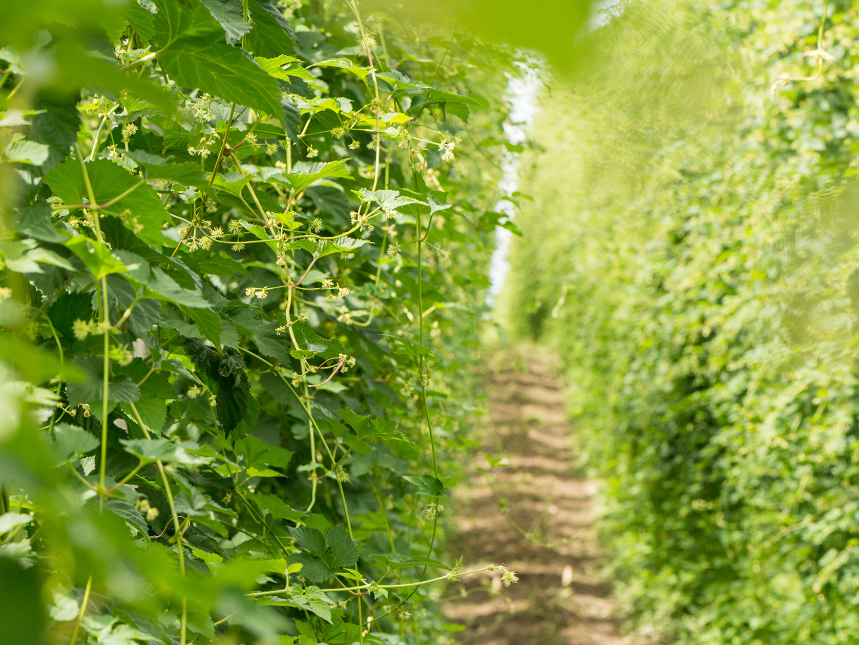 Regulatory review announced for agricultural and horticultural product approvals Mobile Image